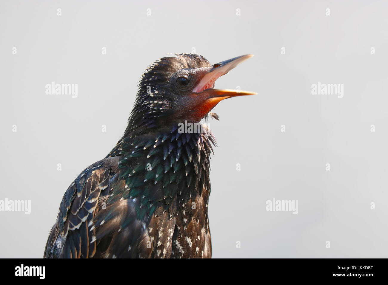 Loud twittering enojado juveniles starling ave en el sol brillante Foto de stock