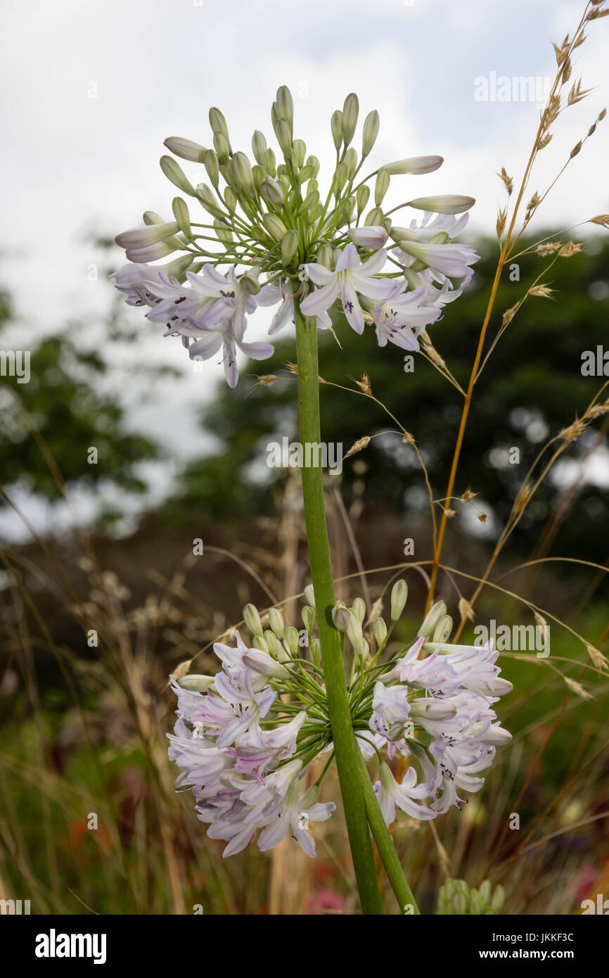 Cabezas redondeadas de pequeñas flores blancas teñidas de color azul de la hardy perenne, Agapanthus 'Estrella de Belén' Foto de stock