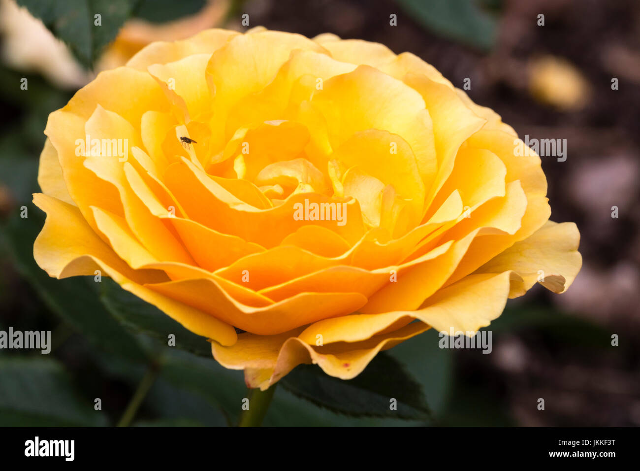 Flor amarilla dorada de la floribunda Rosa, Rosa 'Amber Queen' Foto de stock