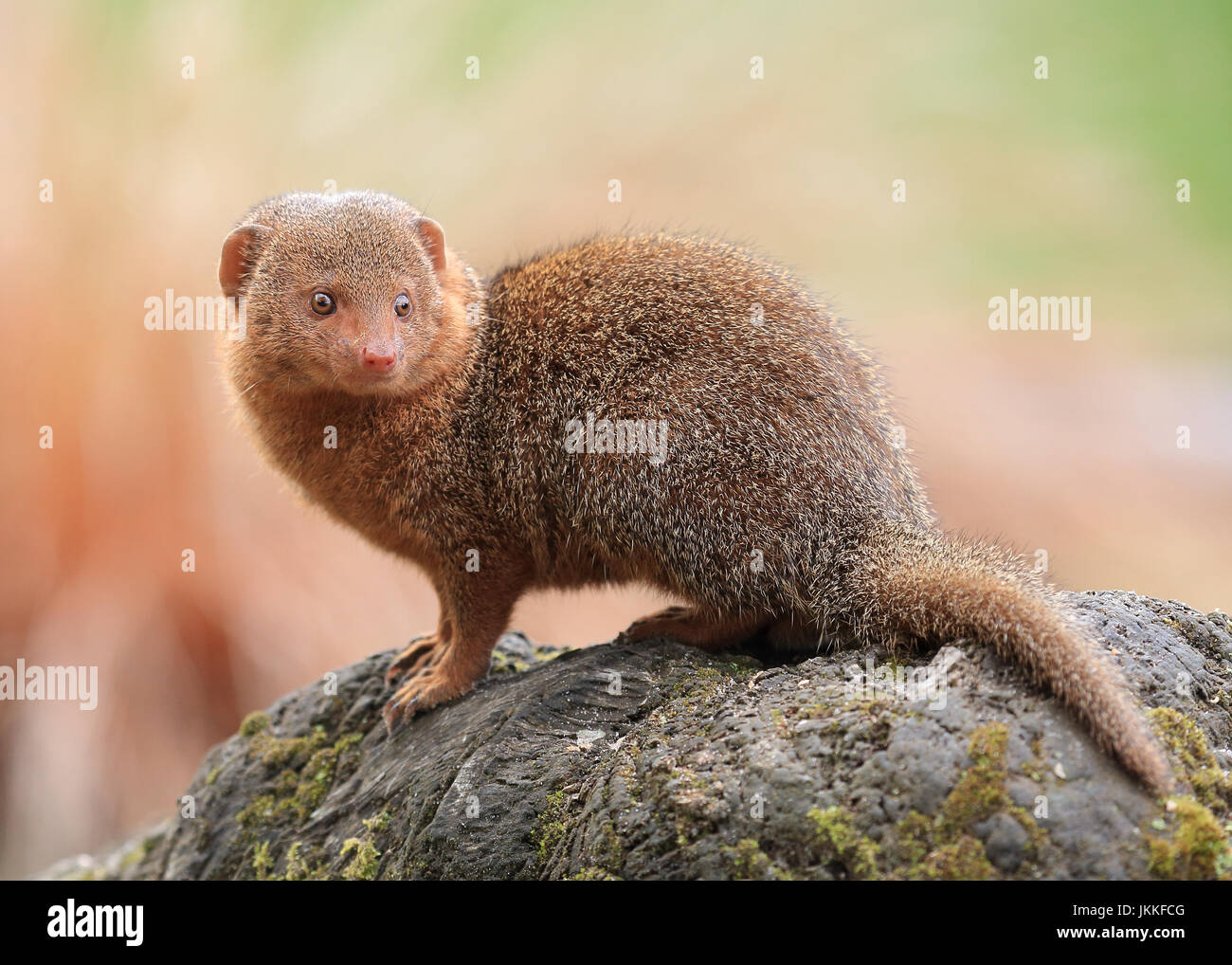 La Mangosta enana, también conocida como Mangosta enana común Fotografía de stock Alamy