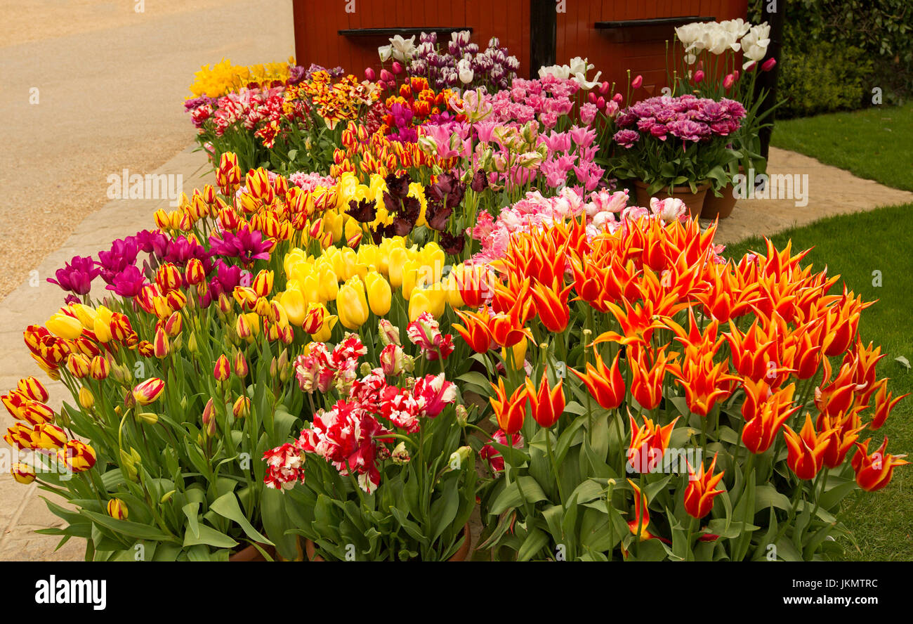 Flores espectaculares fotografías e imágenes de alta resolución - Alamy Flores espectaculares fotografías e imágenes de alta resolución - Alamy