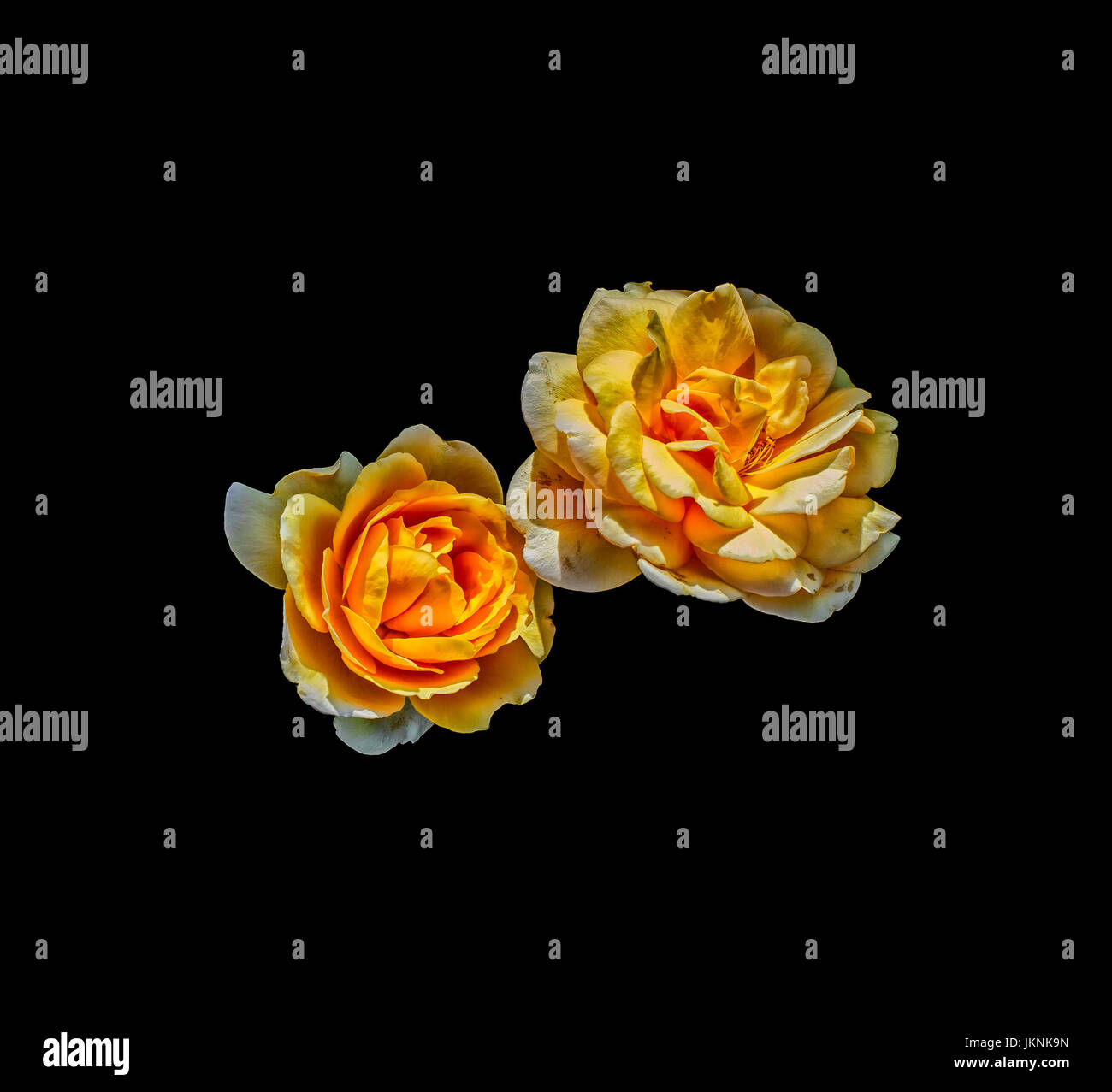 Bodegon Arte Floral Colorida Flor Macro Retrato De Un Duo De Hermosas Flores Rosas Naranja Amarillo Individual Aislado Sobre Fondo Negro Fotografia De Stock Alamy alamy