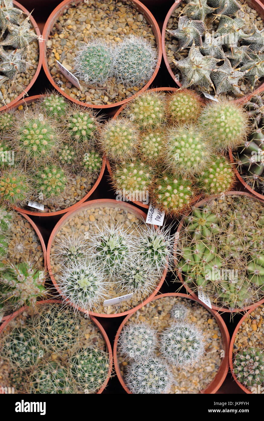 Variedades populares de cactus - un tipo de plantas suculentas - a la venta a un cactus Foto de stock