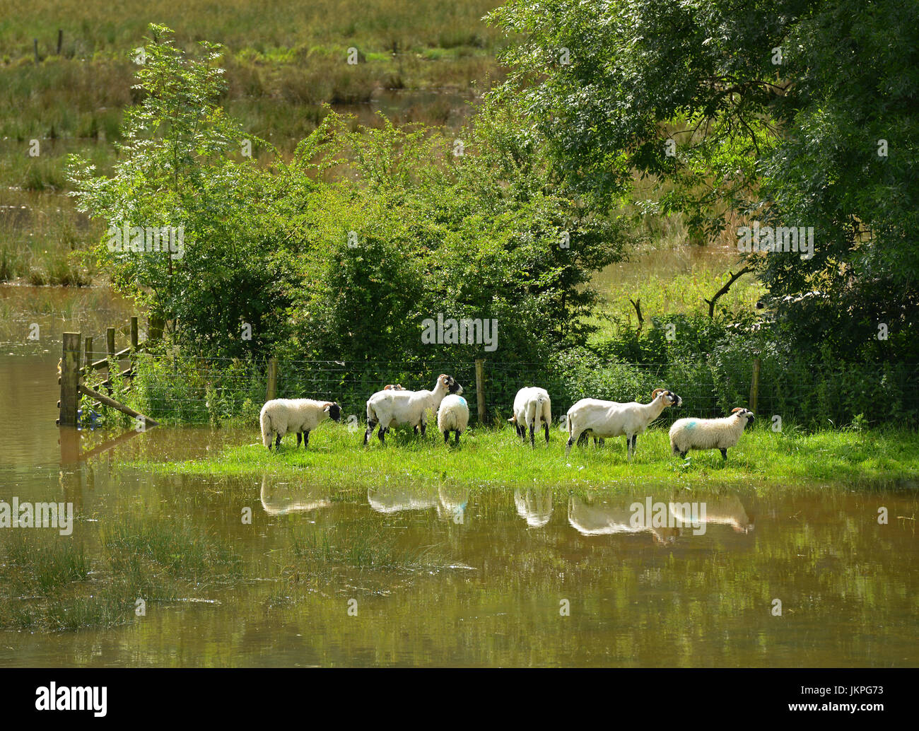 Un rebaño de ovejas buscar terreno elevado para evitar el aumento de las aguas de la inundación del río wharfe,North Yorkshire, Inglaterra. Foto de stock