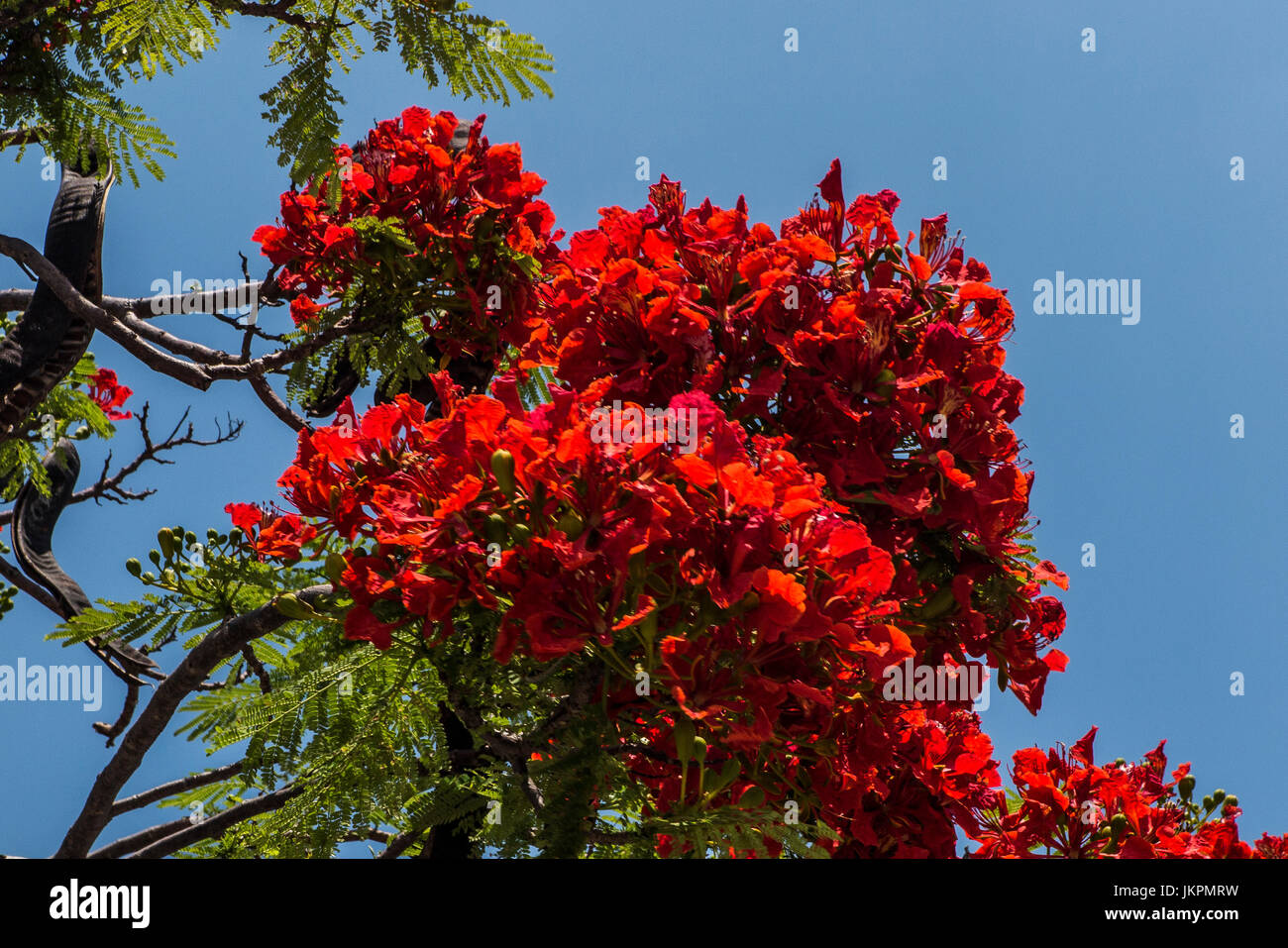 Rojo árbol flamígero Valle de Sapa Vietnam del norte Foto de stock