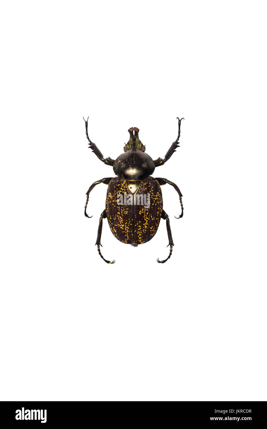 Un hermoso escarabajo con interesantes patrones dorsal Foto de stock
