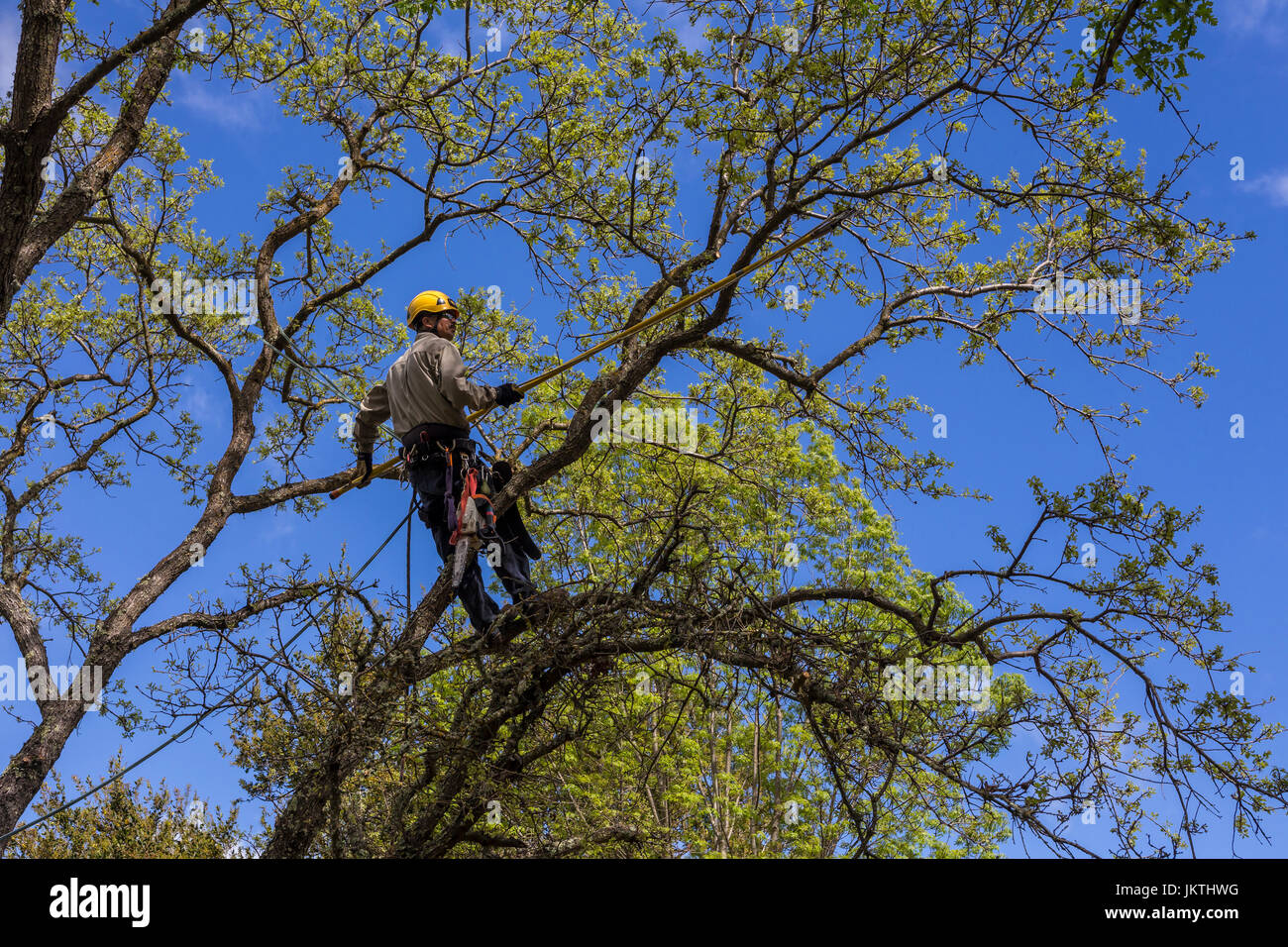 Recortador de árbol, rama de árbol esbelto, fresado, Valle de la rama de un árbol de roble, árbol cuidado, maderero, Ciudad de Novato, Marin County, California Foto de stock