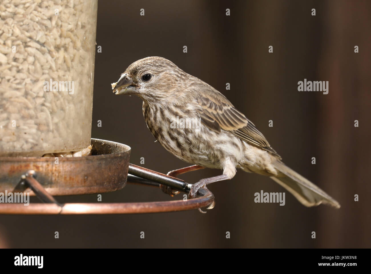 Casa hembra Finch (Haemorhous mexicanus) comer desde un alimentador de aves de traspatio. Foto de stock