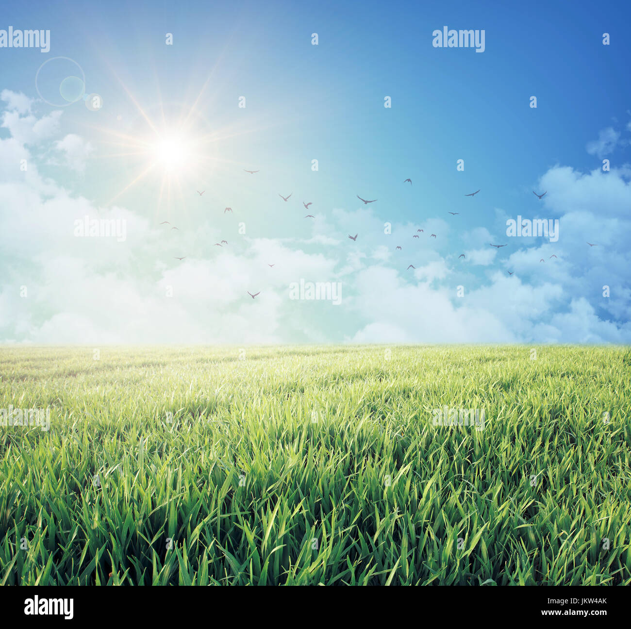 Temprano en la mañana en el amanecer del cielo azul, las nubes blancas y aves libres de volar por encima de un campo verde fresco Foto de stock