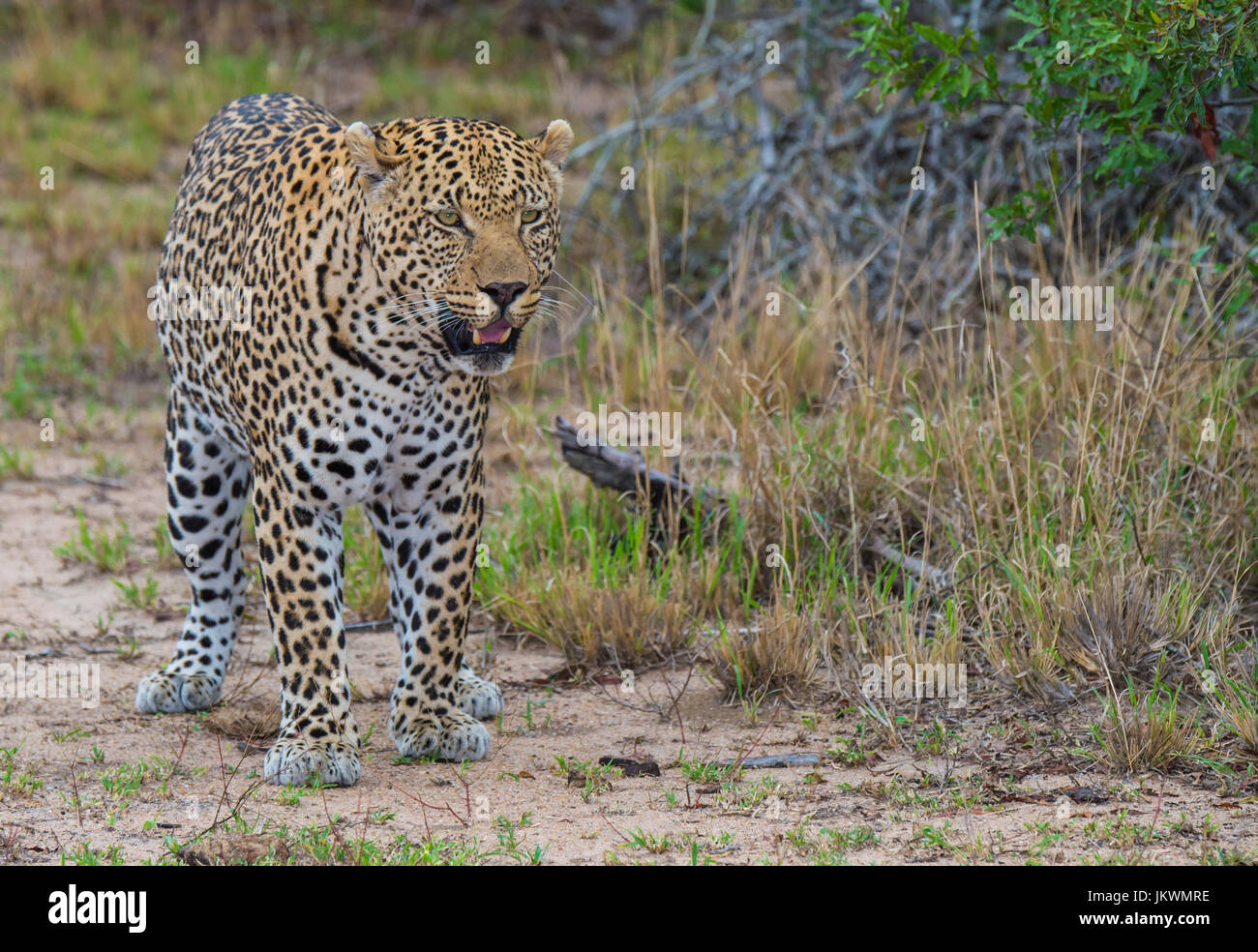 Leopard en Sabi Sand Game Reserve en Sudáfrica Foto de stock