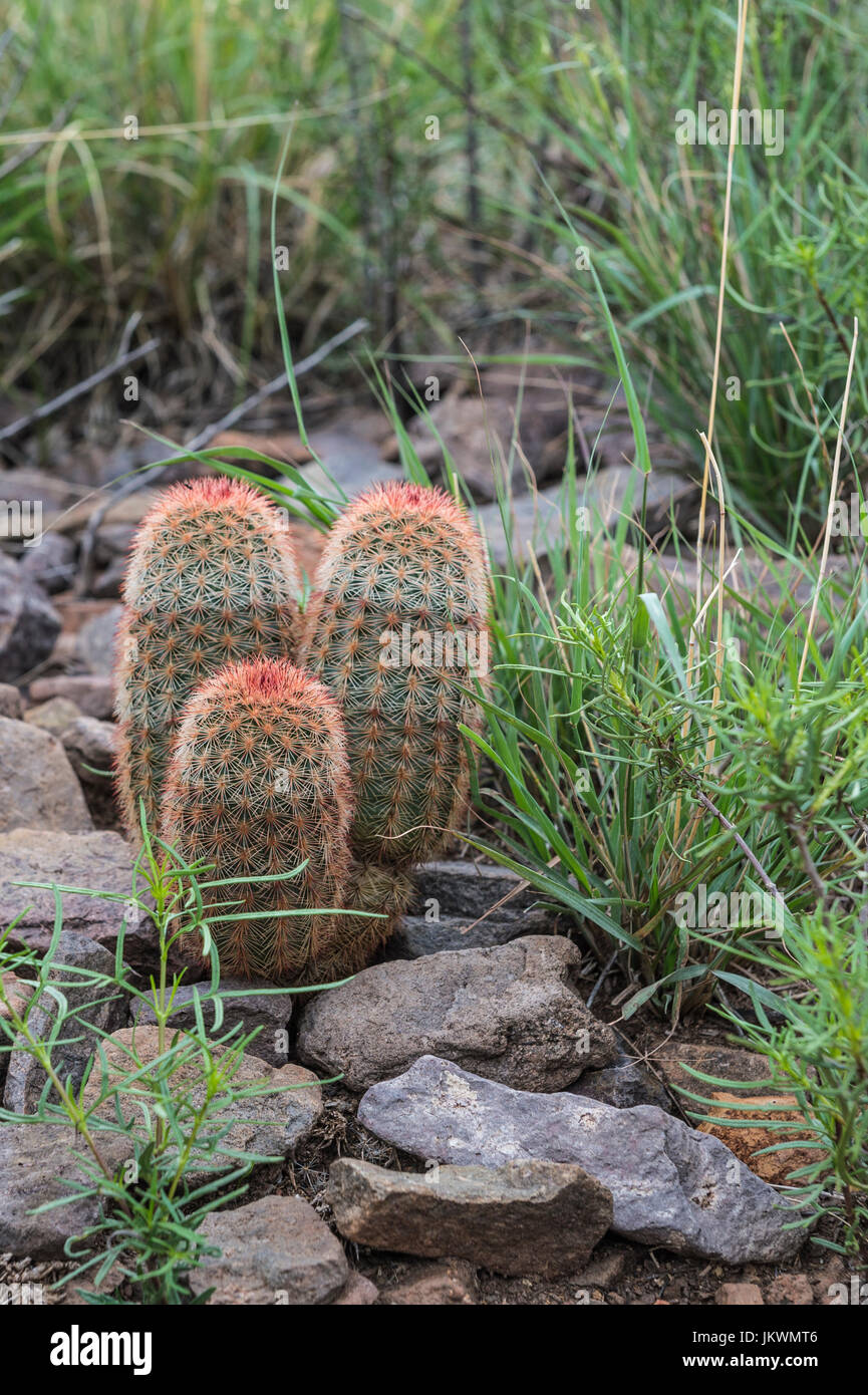 Rainbow Cactus en el Parque Nacional Big Bend Foto de stock