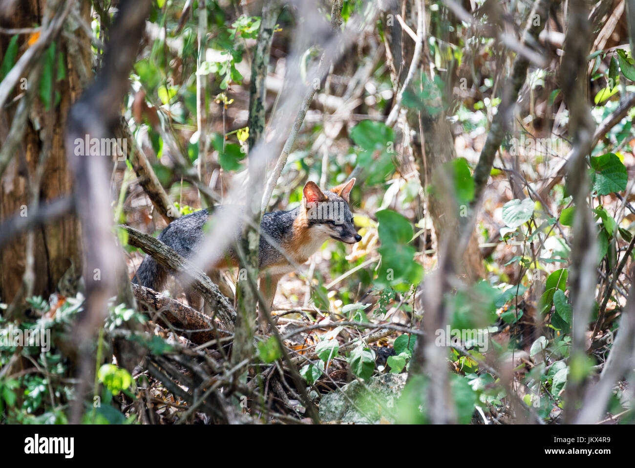 Fox en una selva en la Reserva de la Biosfera de Calakmul en Campeche, México Foto de stock