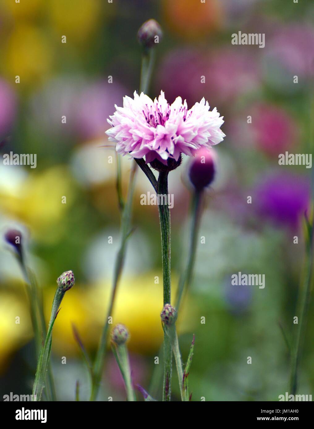 Un primer plano de una rosa de aciano en una pradera de heno Foto de stock