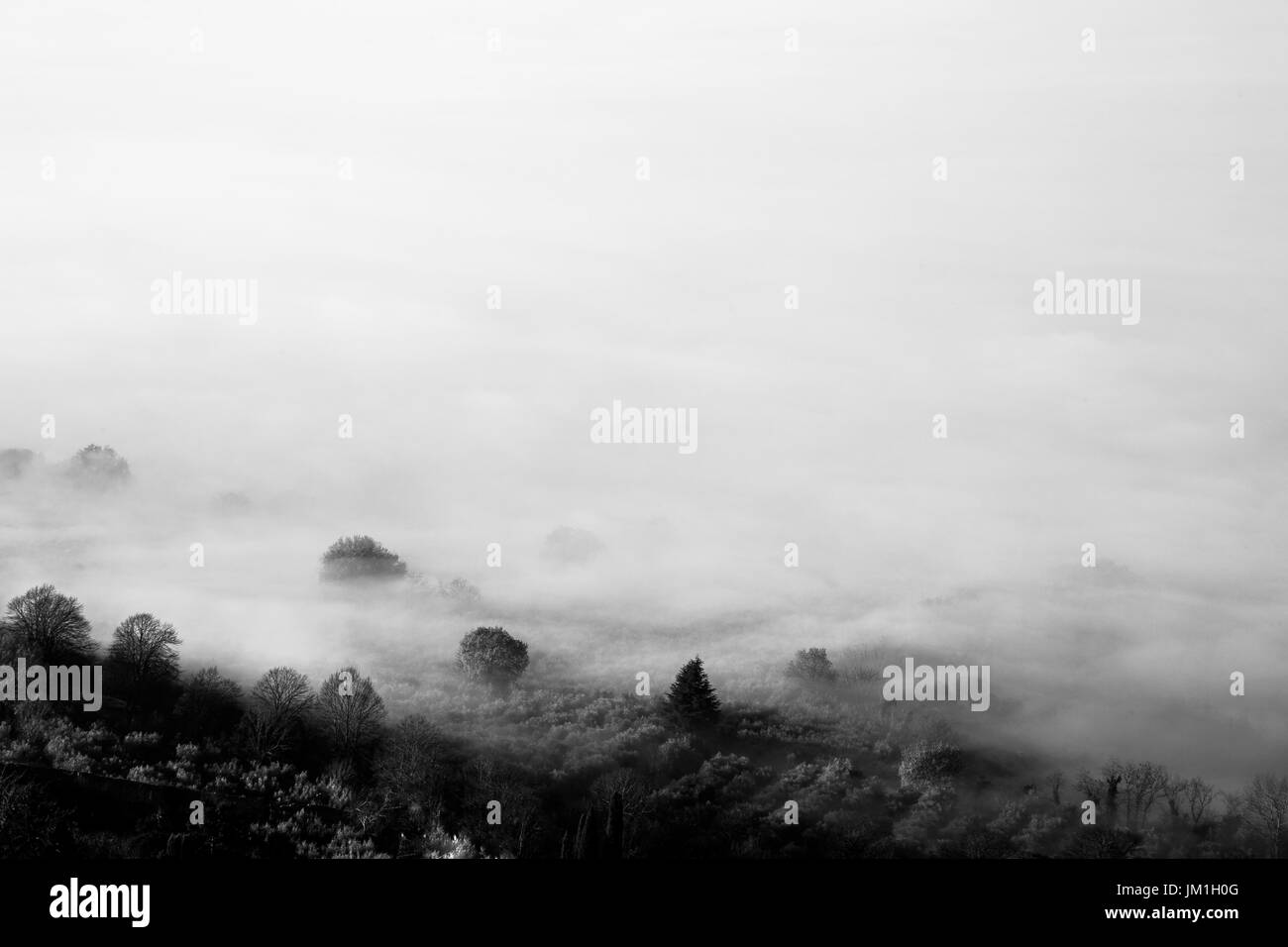 La niebla que cubre algunos árboles y casi toda la imagen. Foto de stock