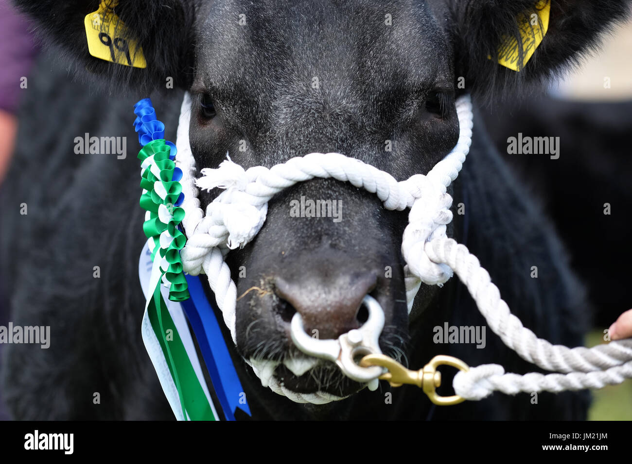 Royal Welsh Show, Builth Wells, Powys, Gales - Julio 2017 - ganador del premio ganado con rosetas en la exposición arena en la segunda jornada de este años Royal Welsh Show - es el Royal Welsh Show agrícola más grande de Europa. Foto Steven Mayo / Alamy Live News Foto de stock