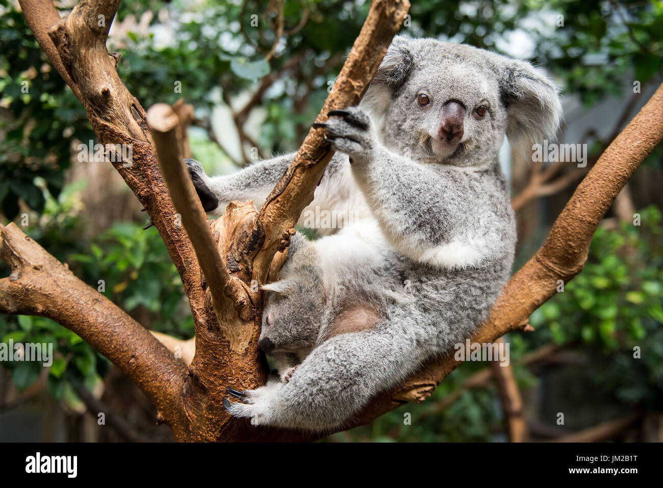 Duisburgo, Alemania. El 26 de julio, 2017. Un bebé varón sin nombre aún el  koala duerme en su madre Goonderrah la bolsa en el Zoológico de Duisburgo  en Duisburgo, Alemania, el 26