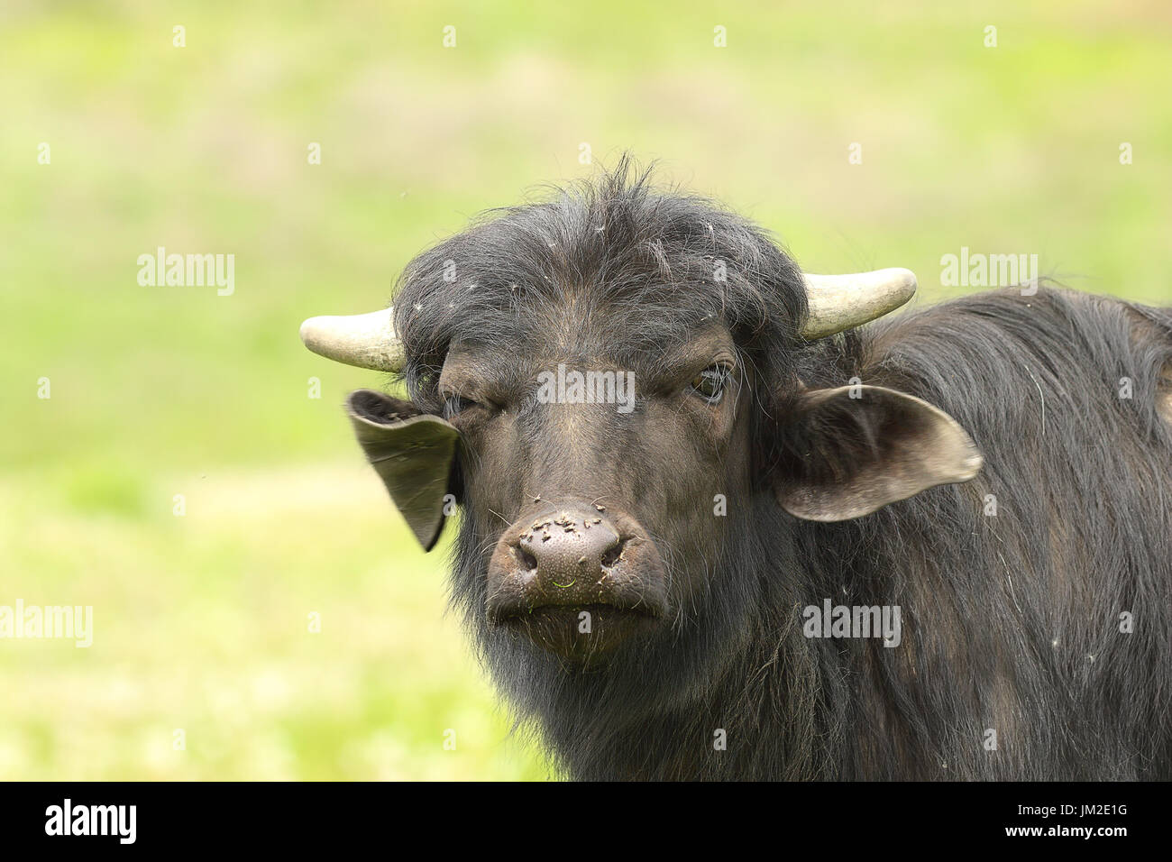 Nacional Juvenil toro negro vertical mirando hacia la cámara ( Bubalus bubalis ) Foto de stock