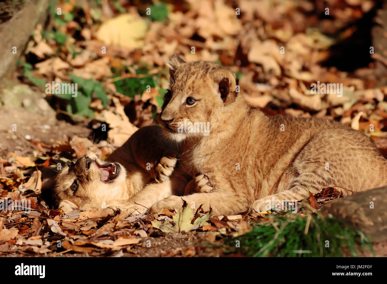 Leones africanos, Cubs, Sudáfrica / (Panthera leo) / cub | Afrikanische Loewen, Jungtiere / (Panthera leo) / Afrikanischer Löwe Foto de stock