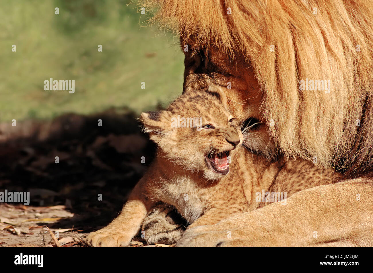 Leones africanos, hombres con cub, Sudáfrica / (Panthera leo) | Afrikanische Loewen, mit Maennchen Jungtier / (Panthera leo) / Afrikanischer Löwe Foto de stock