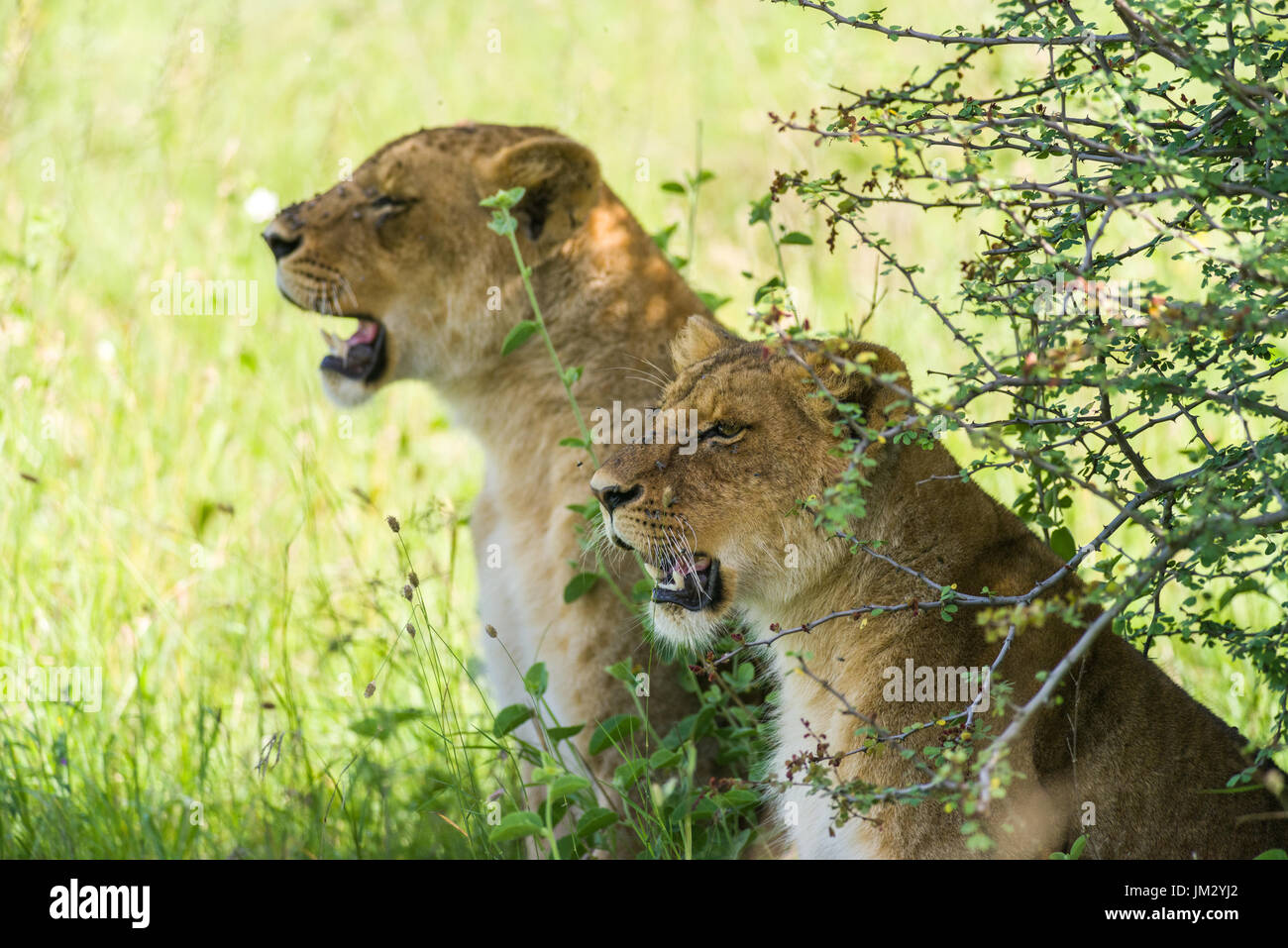 Un Par De Leones (Panthera leo) sentarse bajo la sombra de un árbol en el Parque Nacional de Nairobi, Kenia Foto de stock