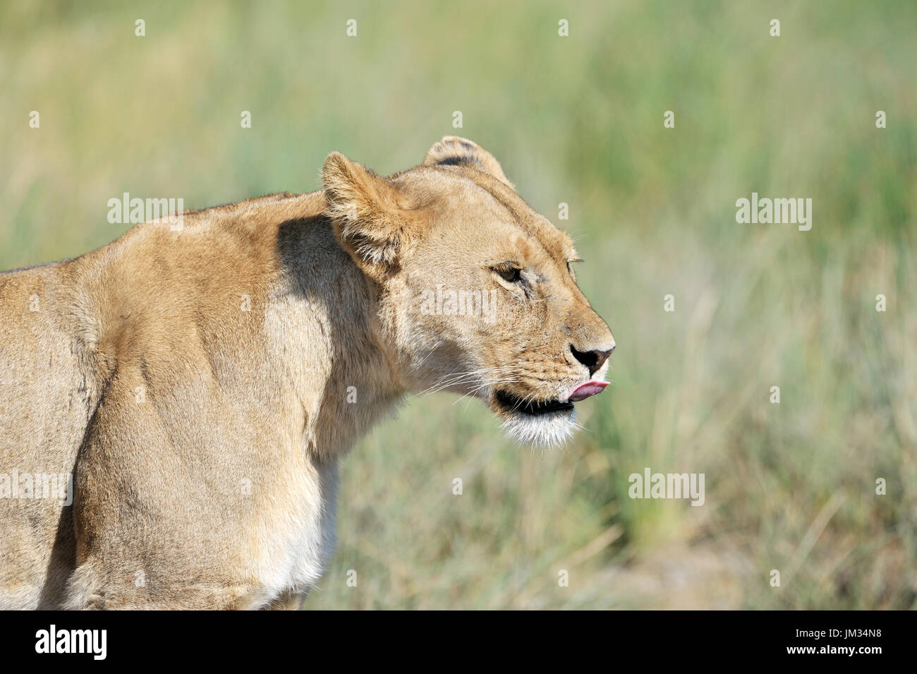 León (Panthera leo) en la sabana, el Parque nacional Serengeti, Tanzania Foto de stock