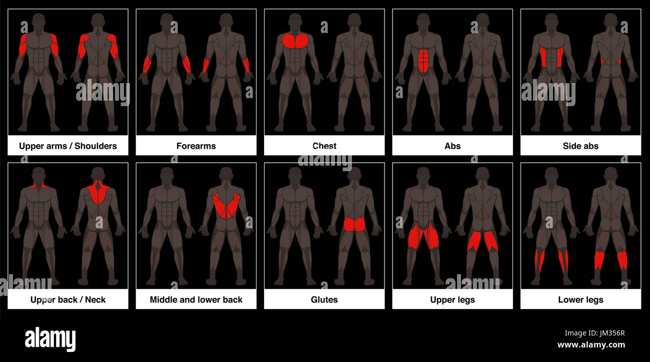 Gráfico muscular - cuerpo masculino, vista frontal y posterior del músculo rojo con piezas. Foto de stock