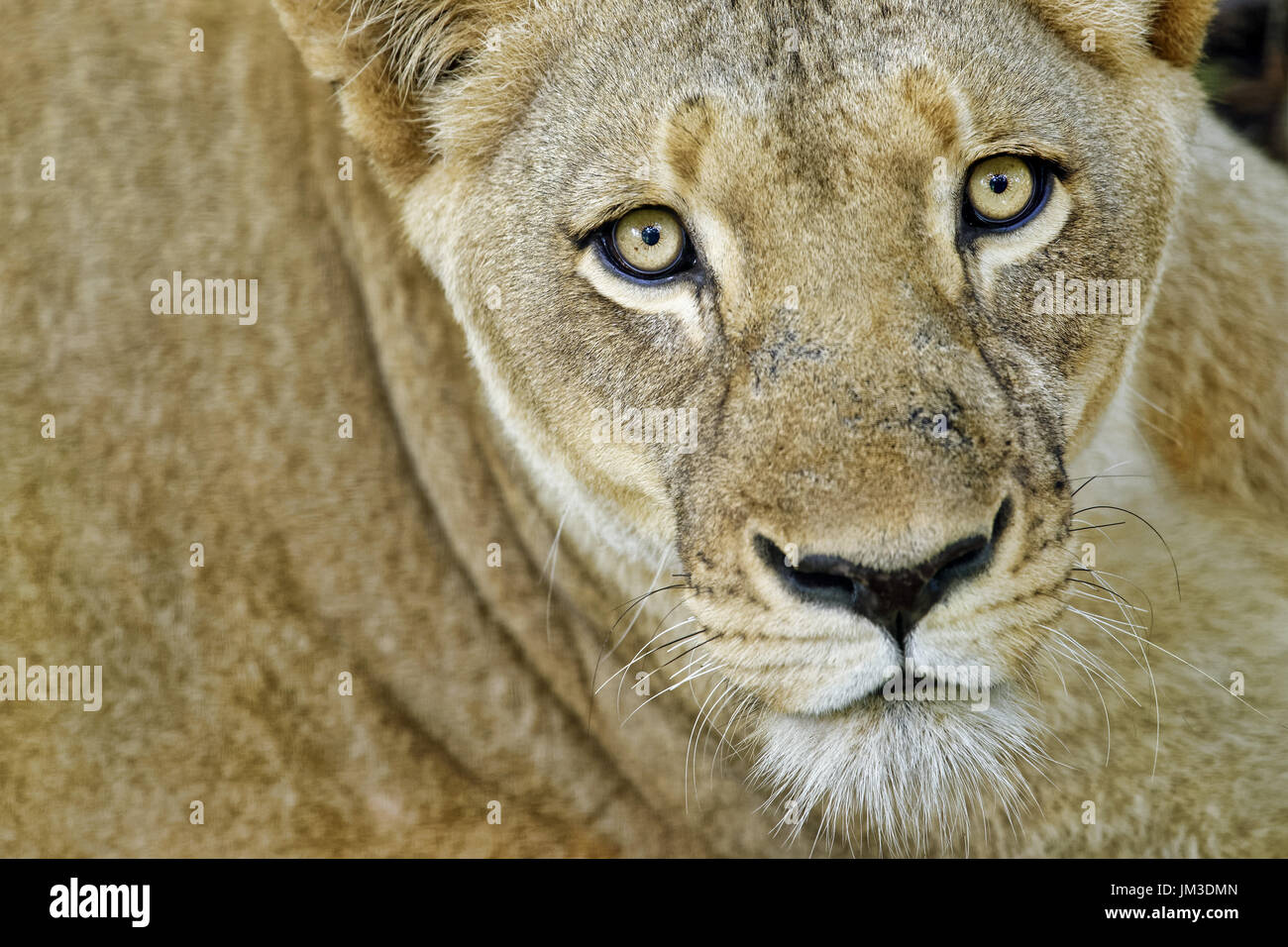 León Africano (Panthera leo Foto de stock