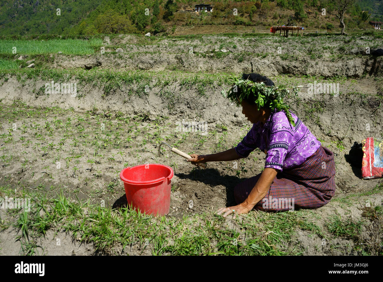 Mujer desyerba Campo frijol, jefe protegido del sol por hojas, Punkha valle, Bhután Foto de stock