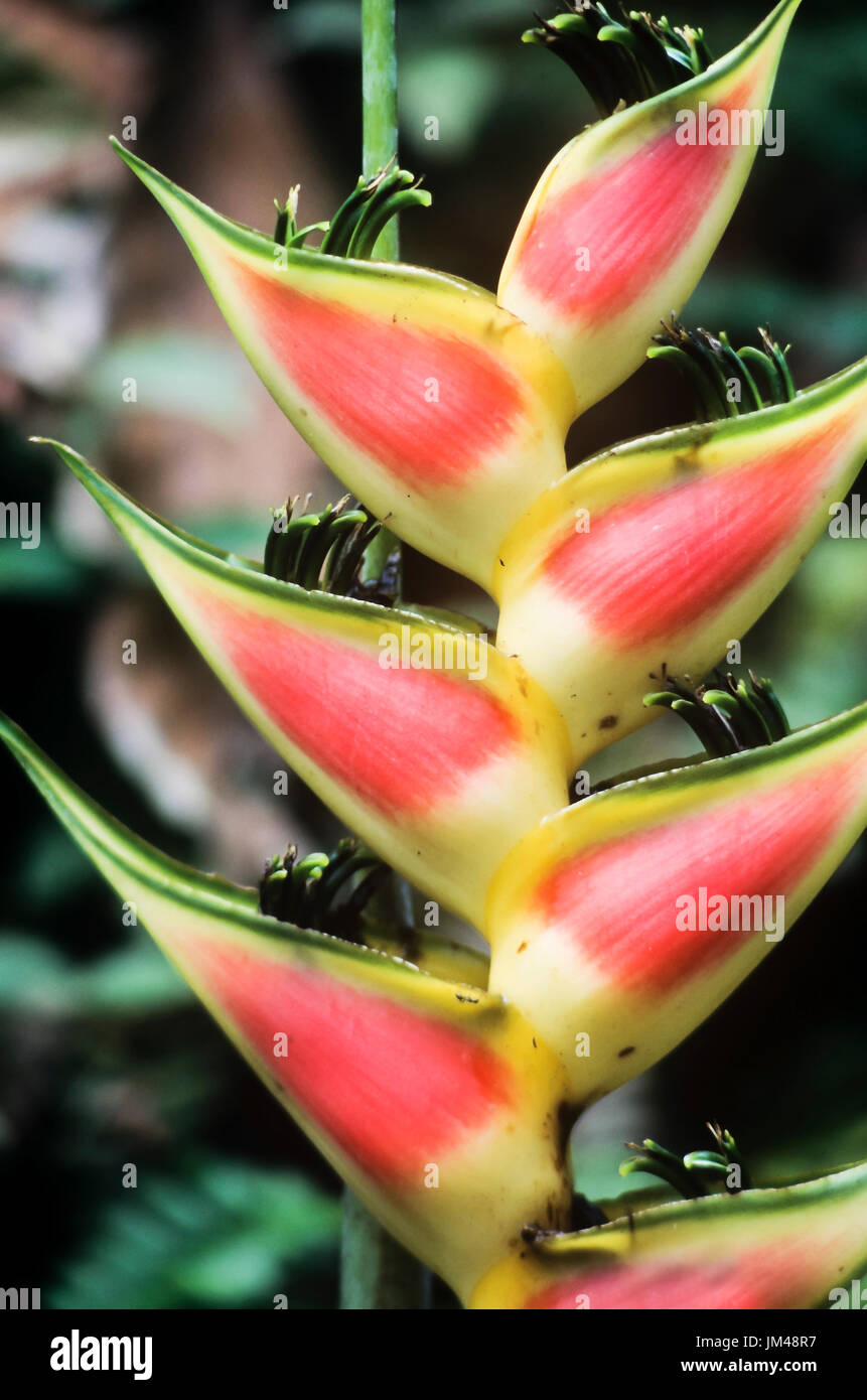 Flores rojas del caribe fotografías e imágenes de alta resolución - Alamy
