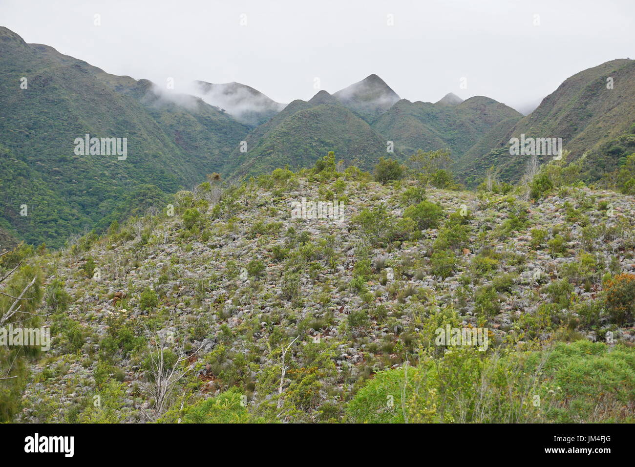 La vegetación en las laderas de las montañas, Dumbea, Grande-Terre Island, Nueva Caledonia, Pacífico sur, Oceanía Foto de stock
