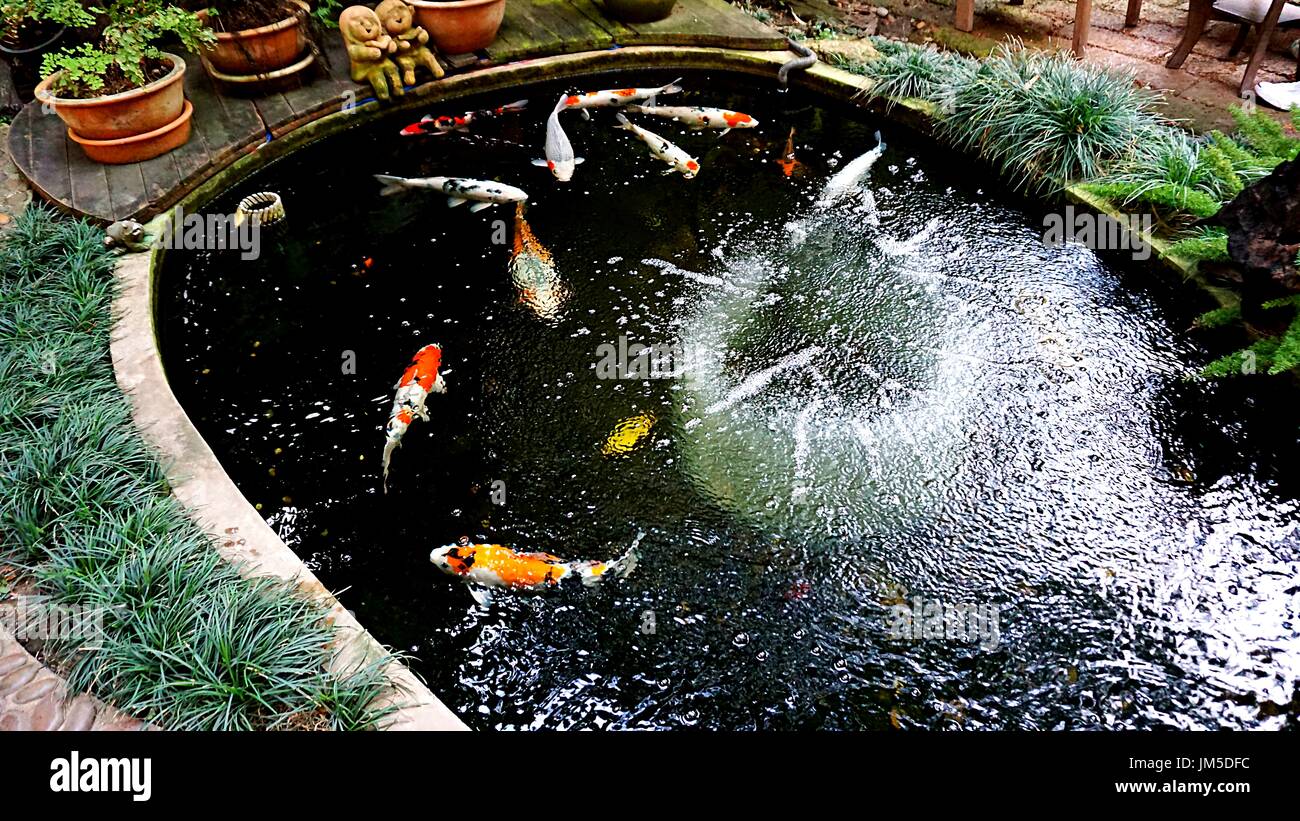 Fondo Que Cultiva Un Huerto Del Estanque De Peces Clásico Hermoso Del Jardín  Foto de archivo - Imagen de fuente, cubo: 72764776