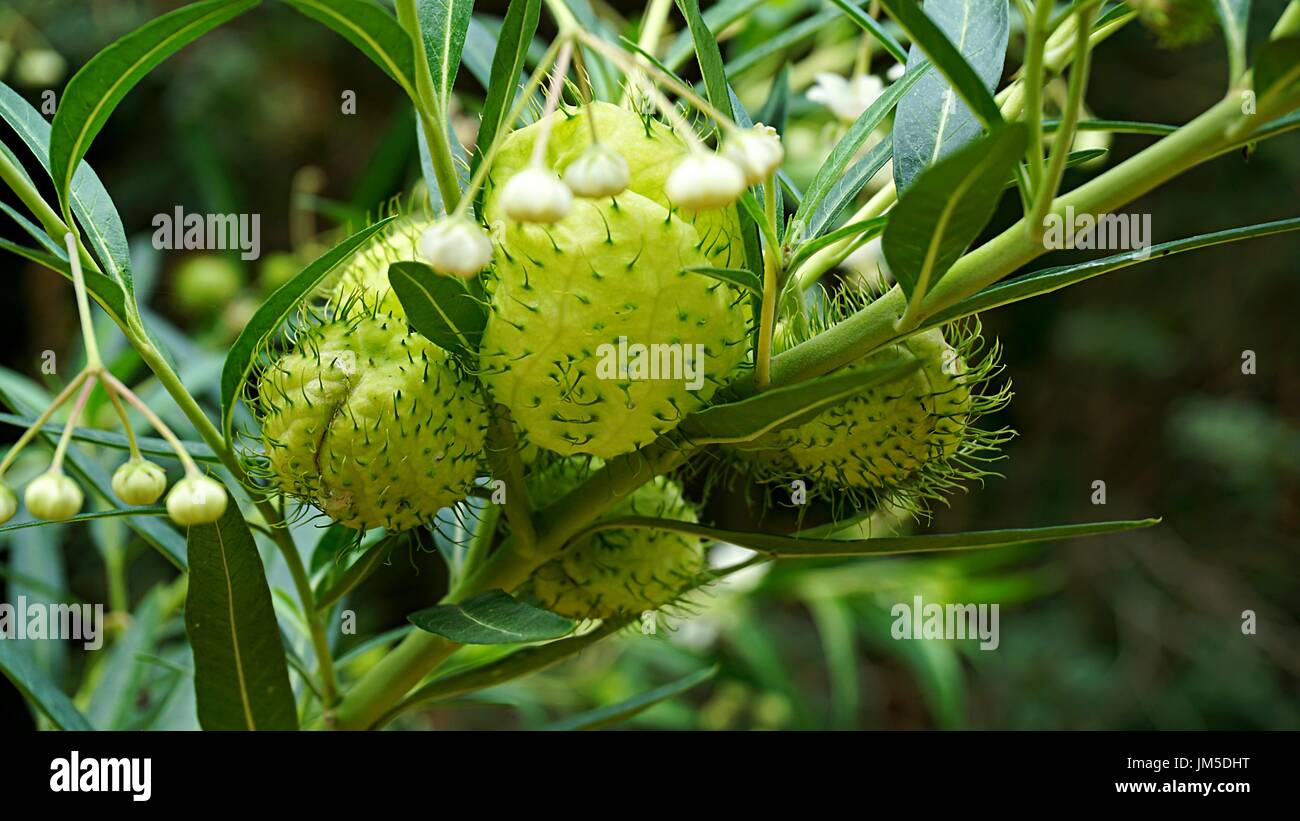 Las frutas verdes de planta desconocida con espinas o espinas y sus