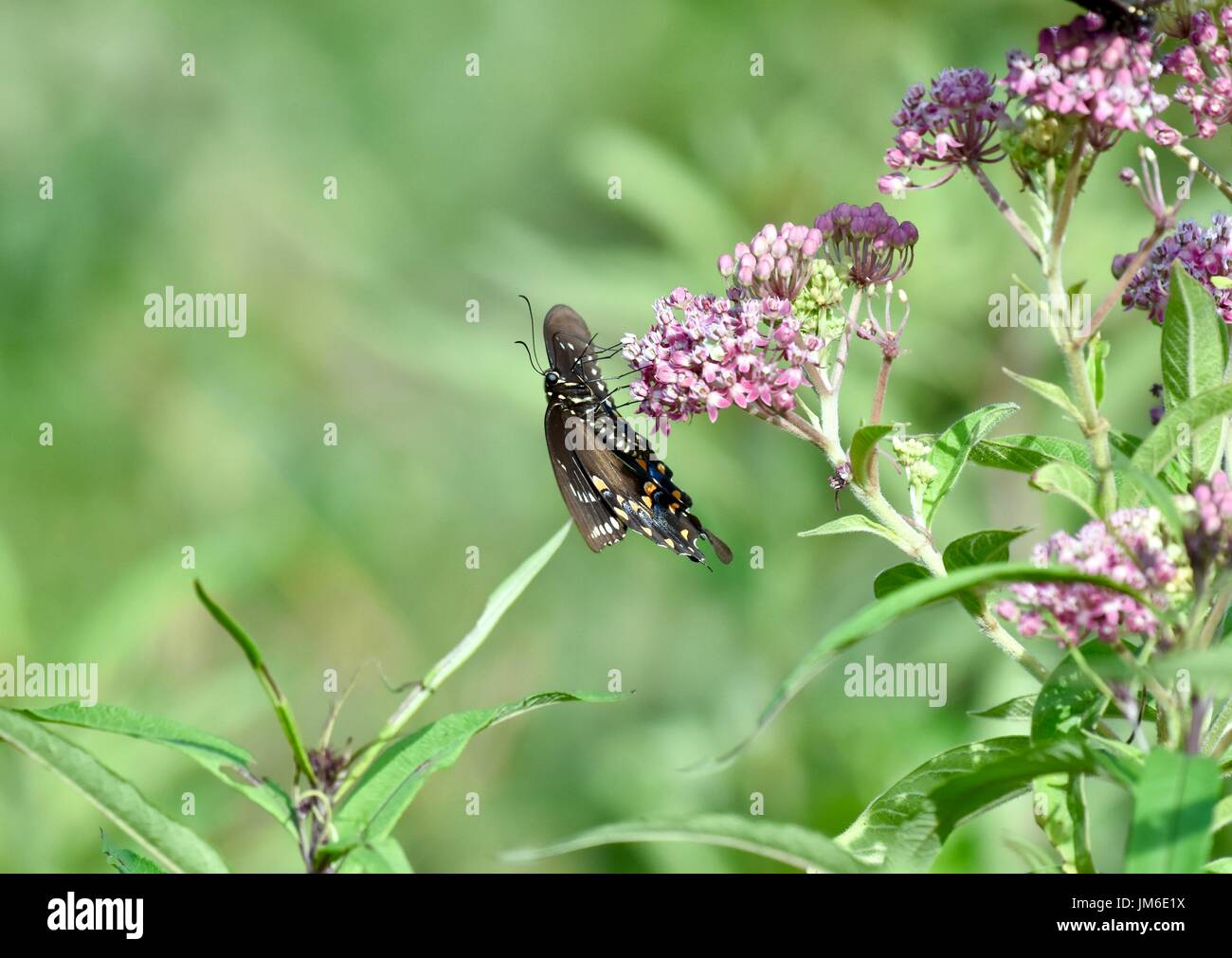 Especie butterfly (Papilionidae) Foto de stock
