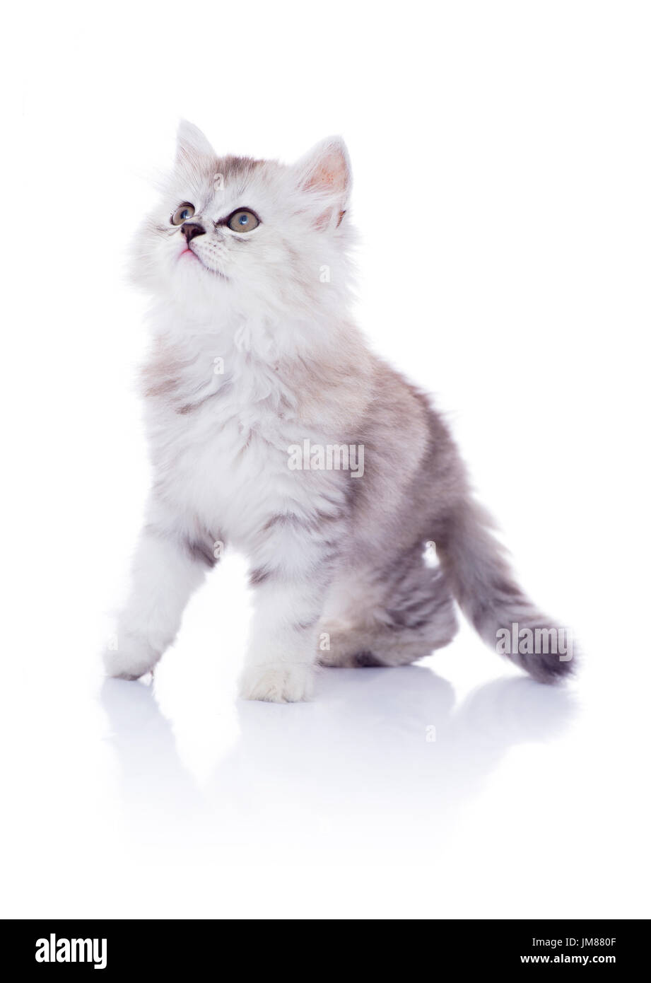 Juguetón gatito joven aislado sobre fondo blanco. Foto de stock