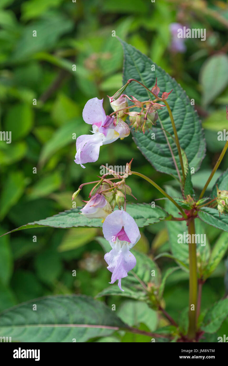 Flores de color rosa de bálsamo del Himalaya / Impatiens glandulifera - una amenaza de maleza a canales, ríos y arroyos. Problemática maleza invasora. Foto de stock