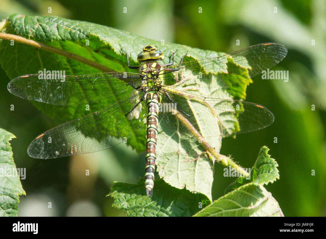 Southern hawker, Aeshna cyanea, dragonfly. adulto hembra, Julio. Sussex. En el Reino Unido. Foto de stock