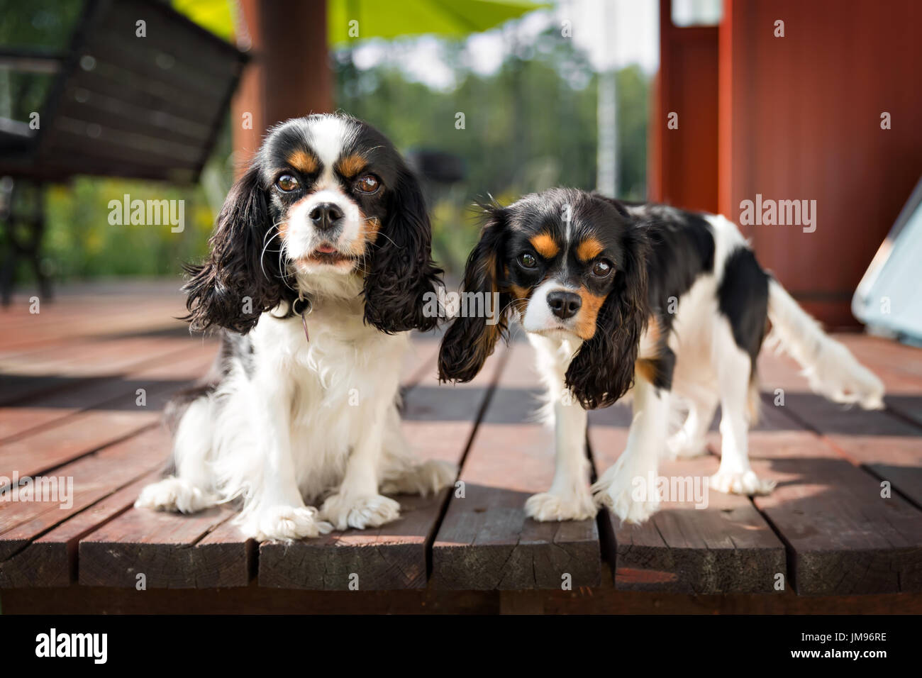 Retrato de dos perros - cute cavalier épagneuls juntos Foto de stock