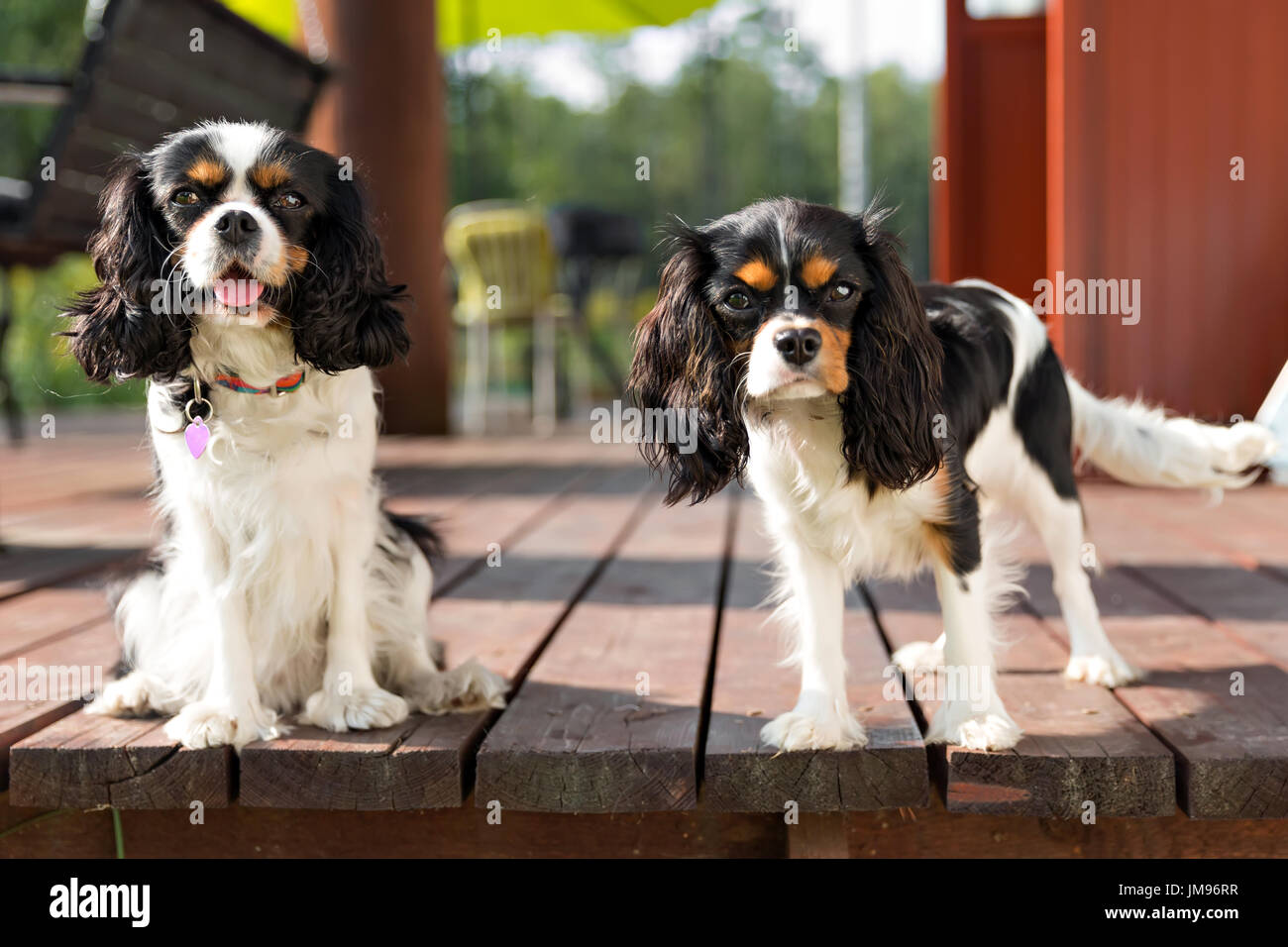 Retrato de dos perros - cute cavalier épagneuls juntos Foto de stock