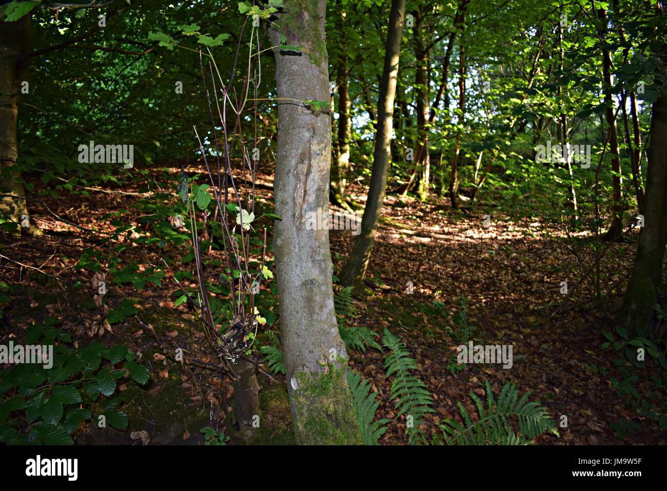 Imágenes aleatorias de la naturaleza en el bosque Foto de stock