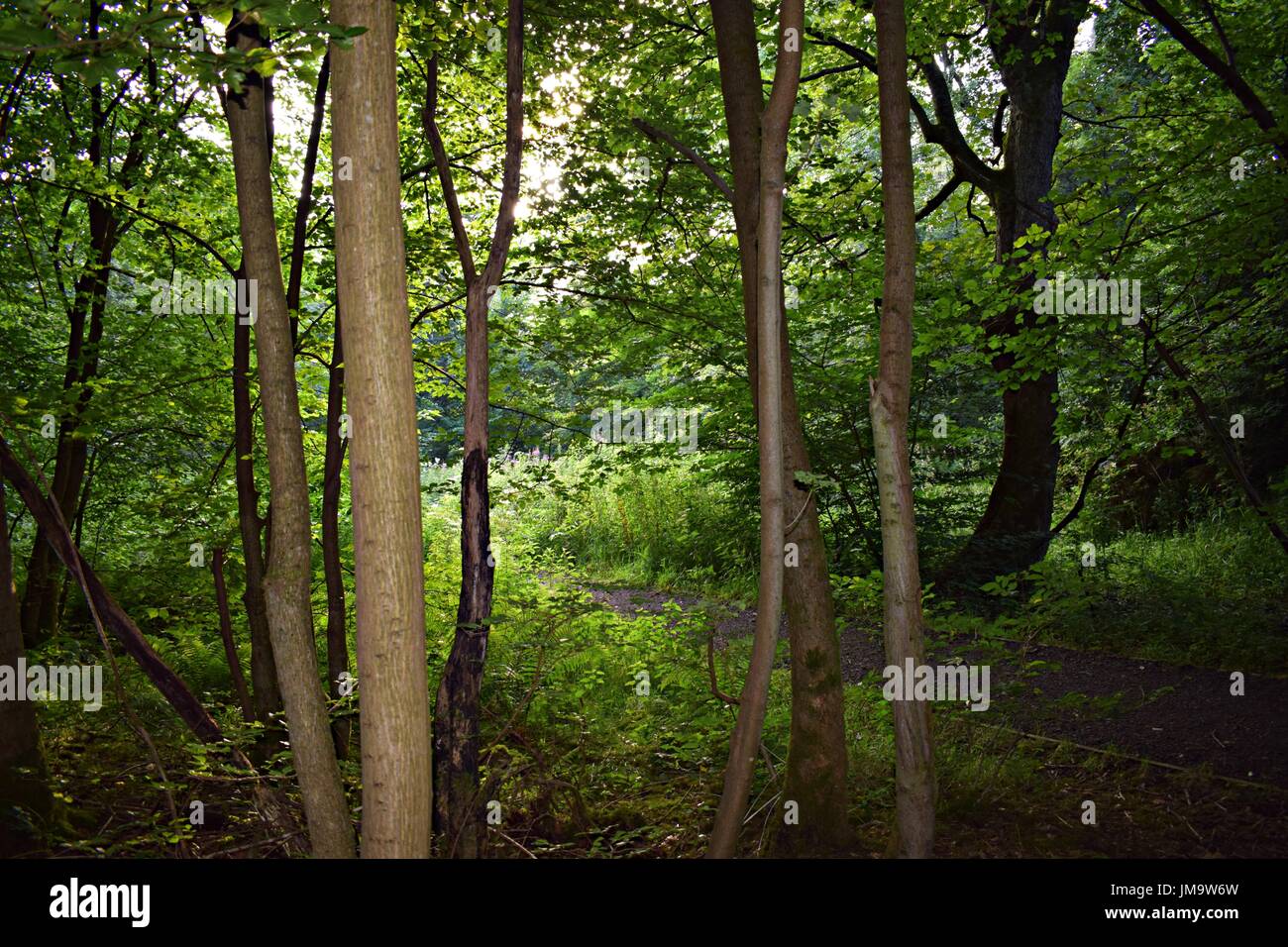 Imágenes aleatorias de la naturaleza en el bosque Foto de stock