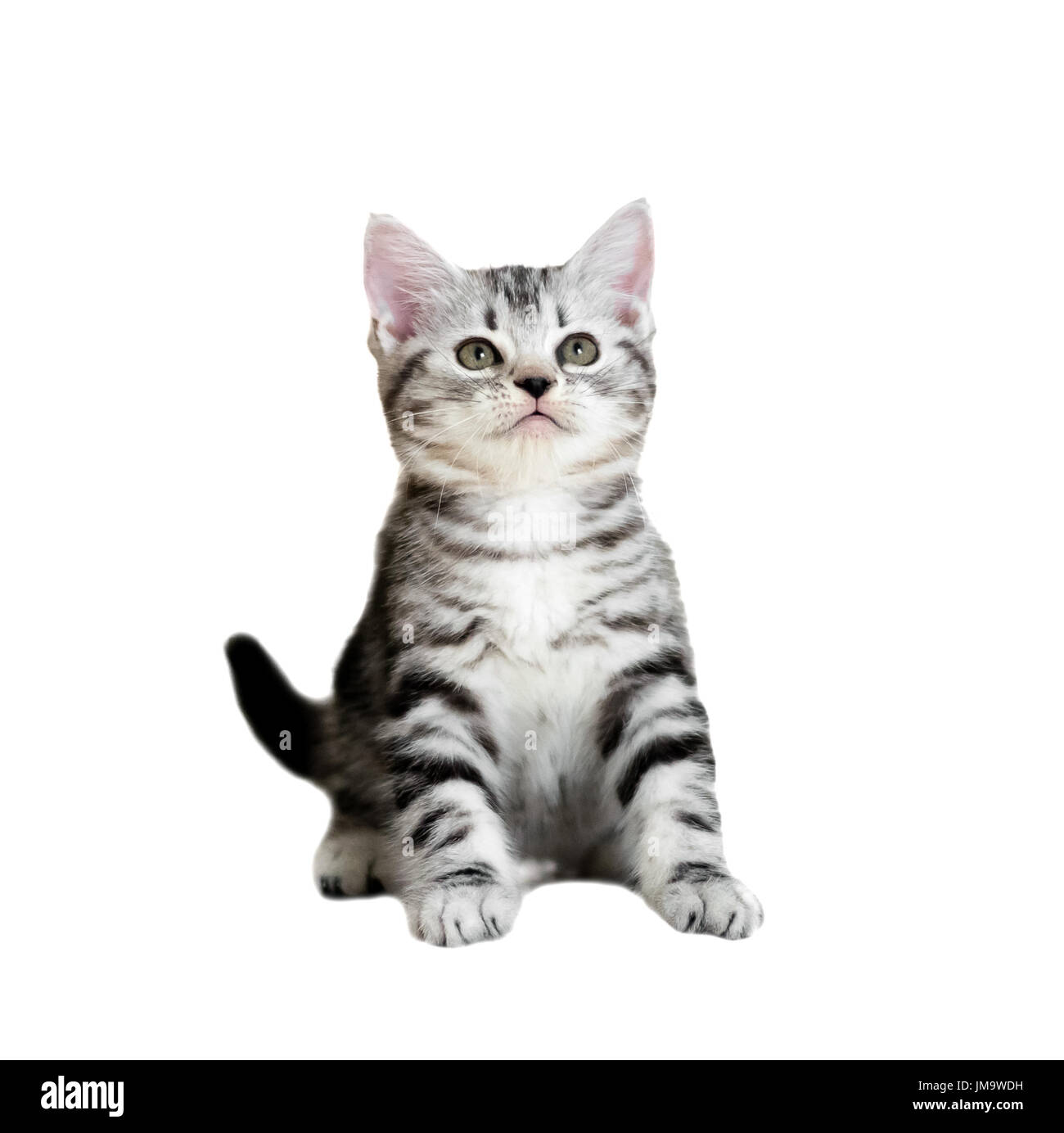 American Shorthair lindo gatito gato. Aislados o fondo blanco con espacio de copia Foto de stock