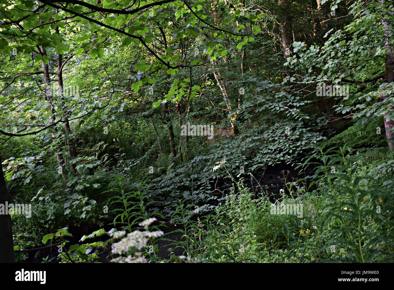 Imágenes aleatorias de la naturaleza en el bosque Foto de stock
