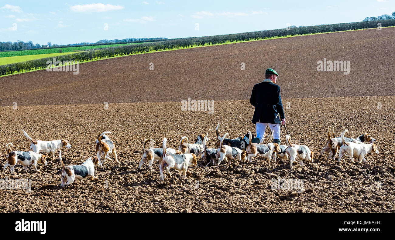 El East Lincs (Lincolnshire) Basset Hounds - El cazador y la jauría de perros de caza lejos por un día cruzando un campo arado Foto de stock
