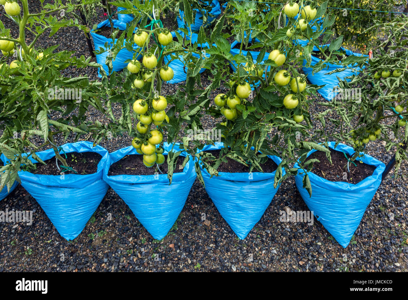Tomates verdes madurando creciendo en bolsas de plástico, jardín de distribución de verduras Foto de stock