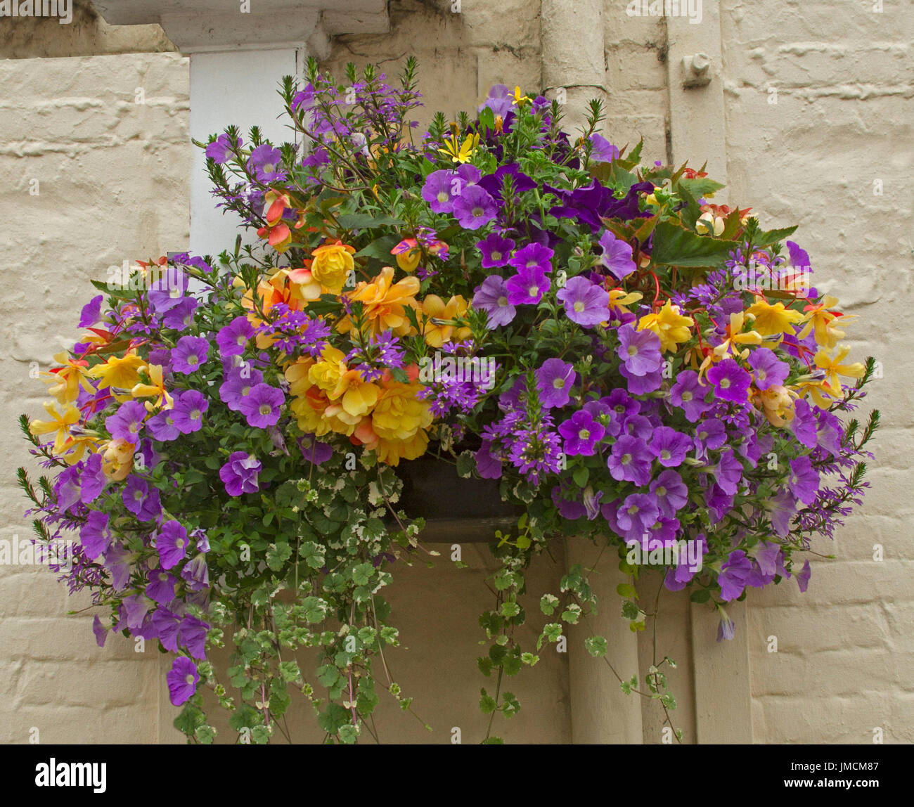 Canasta colgante con impresionantes masas de flores coloridas, petunias  púrpura y naranja / amarillo begonia tuberosa, contra la pared de ladrillos  color crema Fotografía de stock - Alamy