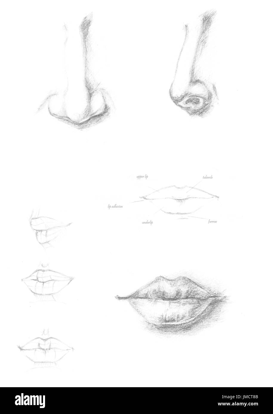 Dibujados a mano de nariz y labios humanos, pincel de dibujo ilustración icono signo gris, original pintado a mano pieza facial aislado sobre fondo blanco. Dibujo dibujo académico Foto de stock