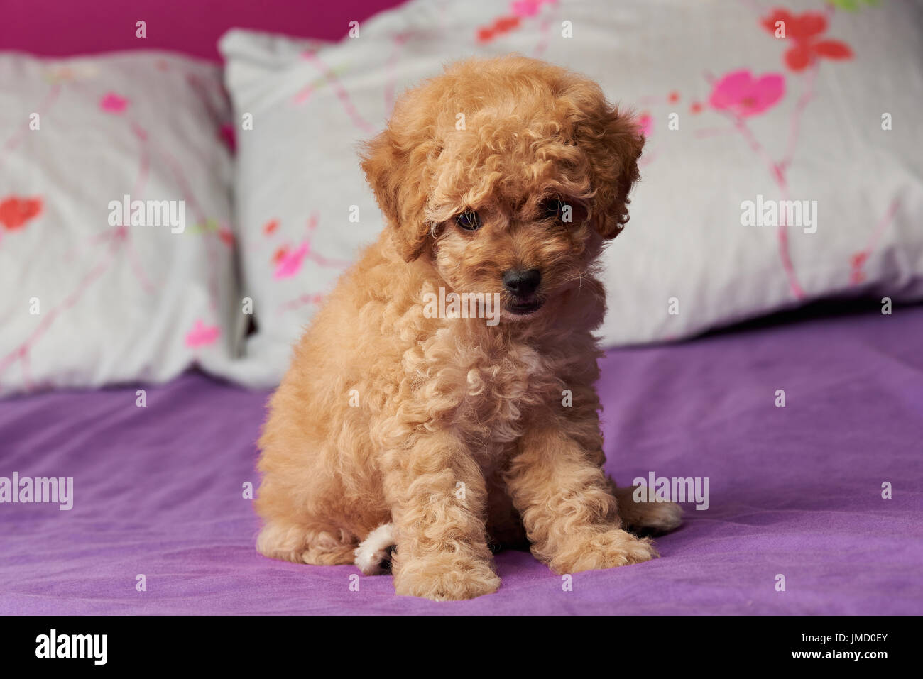 Pequena Sitiing Cachorro En La Cama Cerca Cachorro Caniche Marron En Dormitorio Fotografia De Stock Alamy