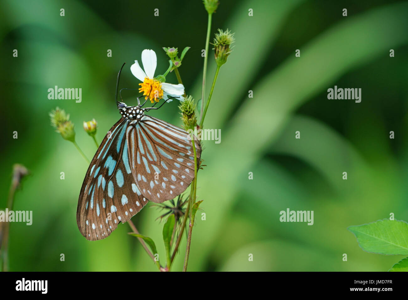 Mariposa con flores de Bidens pilosa Foto de stock