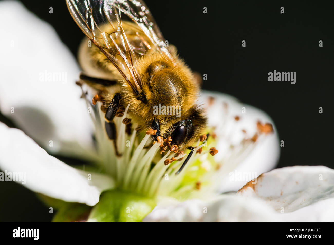 La Unión abeja polinizando una pequeña flor blanca en la primavera en el prado. Macro shot con borroso fondo oscuro. Foto de stock