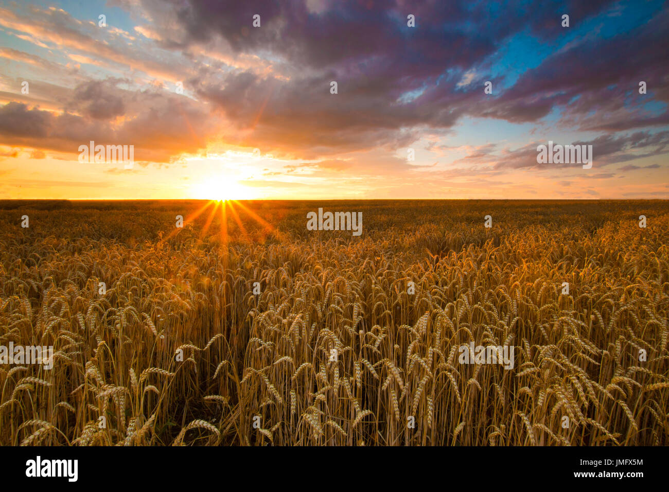 Colorido atardecer en campo de trigo Foto de stock